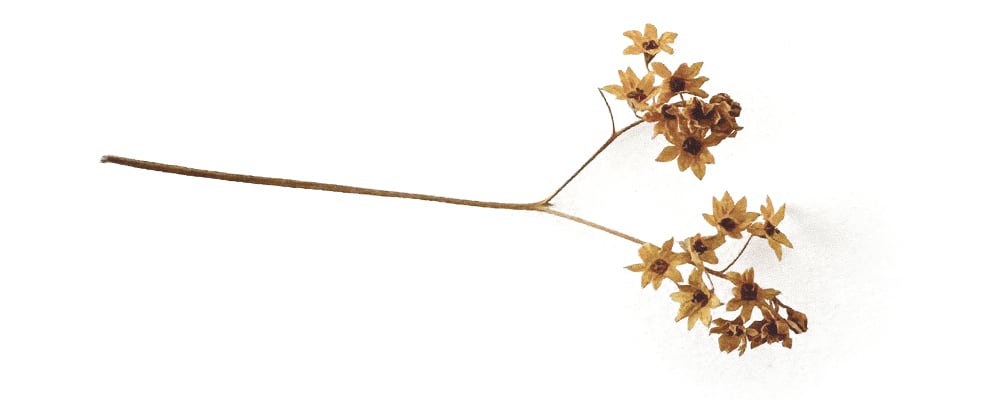 Seed head