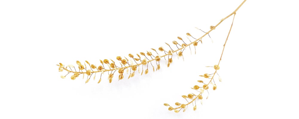 Seed head